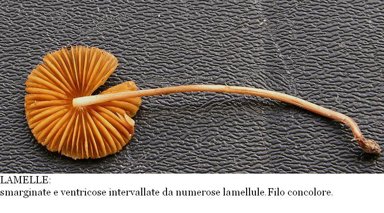 Ocrosporeo da determinare. (cfr. Conocybe brunneola)